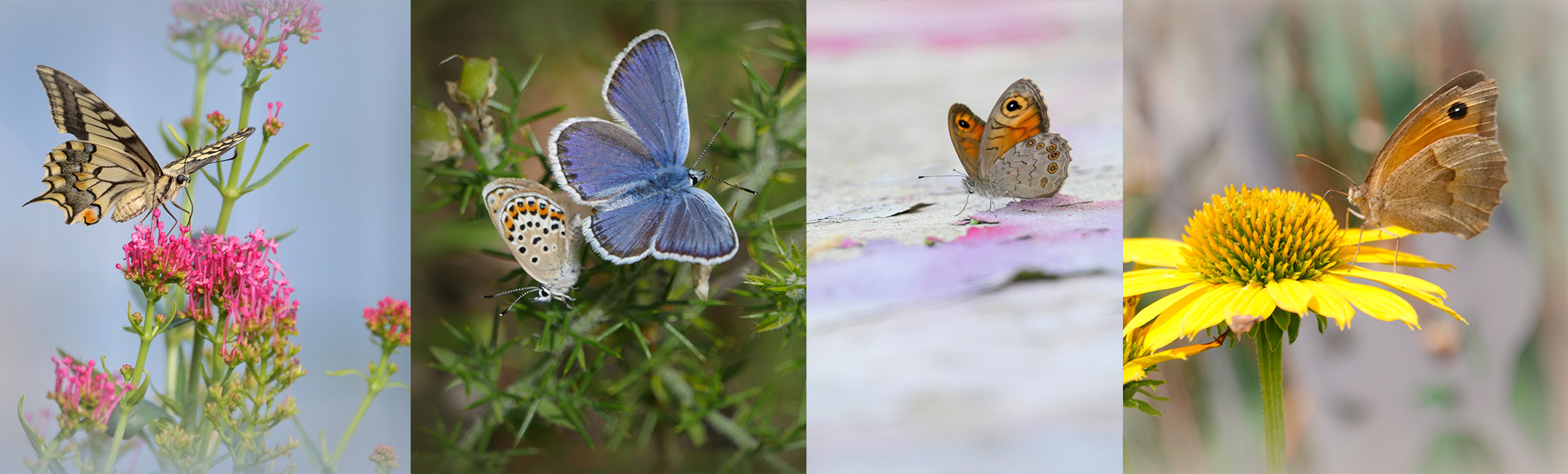 expo des papillons à l'étage