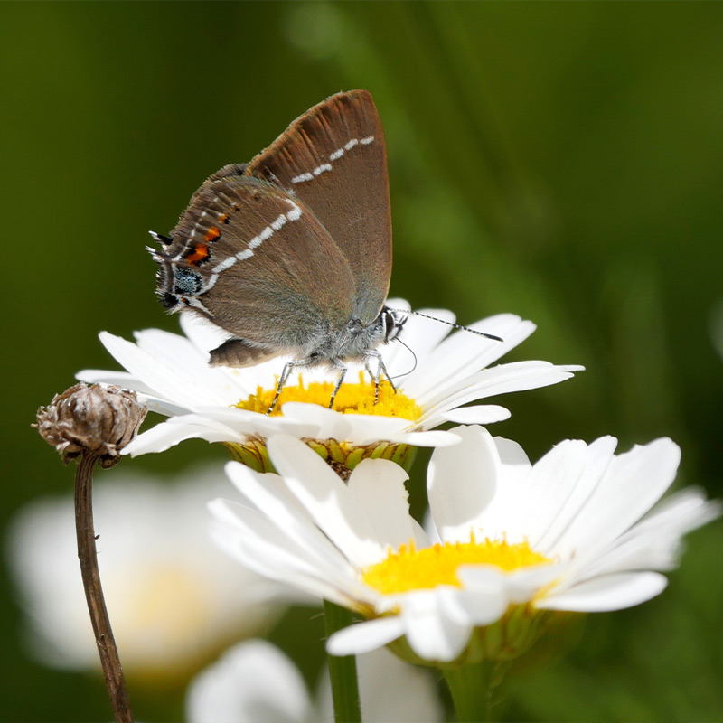 papillons